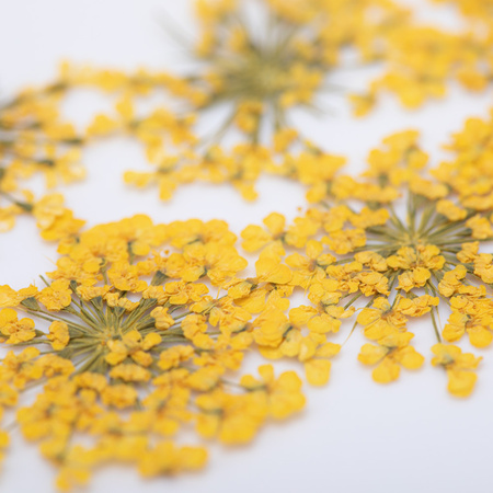 Dried flowers for nail art MollyLac Yellow 5 pcs