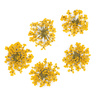 Flores secas para decorar las uñas MollyLac Yellow, 5 unidades