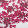 Dried flowers for nail art MollyLac Fuchsia 5 pcs