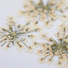 Dried flowers for nail art MollyLac White 5 pcs