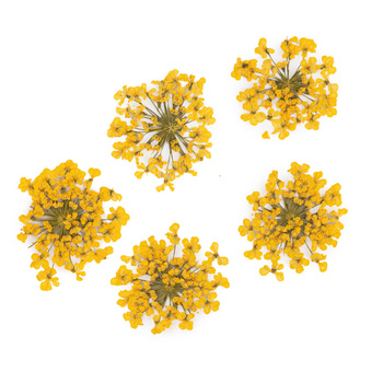 Getrocknete Blumen zur Nagelverzierung MollyLac Yellow, 5 Stück