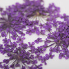 Fleurs séchées pour la décoration des ongles MollyLac Purple, 5 pièces