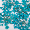 Dried flowers for nail art MollyLac Turquoise 5 pcs