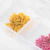 Dried flowers for nail art in a Molly Nails box, type B, 36 pcs.