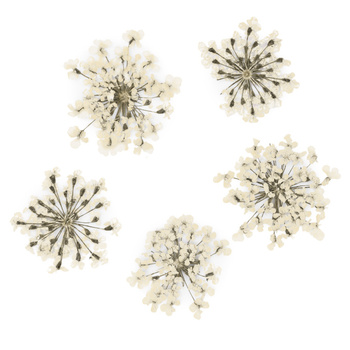 Getrocknete Blumen zur Nagelverzierung MollyLac White, 5 Stück