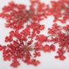 Dried flowers for nail art MollyLac Red 5 pcs