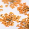 Dried flowers for nail art MollyLac Orange 5 pcs