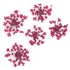 Fleurs séchées pour la décoration des ongles MollyLac Fuchsia, 5 pièces