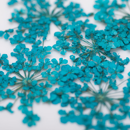 Dried flowers for nail art MollyLac Turquoise 5 pcs