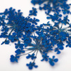 Fiori secchi per decorazioni unghie MollyLac Royal Blue, 5 pezzi