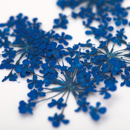 Dried flowers for nail art MollyLac Royal Blue 5 pcs
