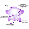 Gabarits en plastique pour l'extension des ongles, pour gel et acrylogel, MollyLac Flexible, violets, 500 pièces