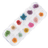 Dried flowers for nail art in a Molly Nails case, type A, 24 pcs