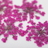 Dried flowers for nail art MollyLac Peach Pink 5 pcs
