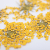 Fleurs séchées pour la décoration des ongles MollyLac Yellow, 5 pièces